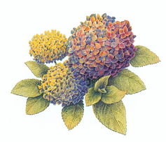 網頁制作大寶庫 美術設計之漫畫集錦與圖案設計服務